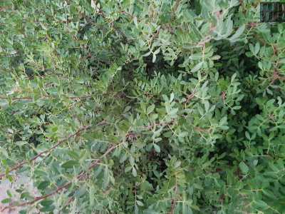 Spicca la presenza del lentisco. �Pu� raggiungere i quattro metri di altezza - specifica l'accompagnatrice - ed � costellata di frutti simili a piccole bacche rosse